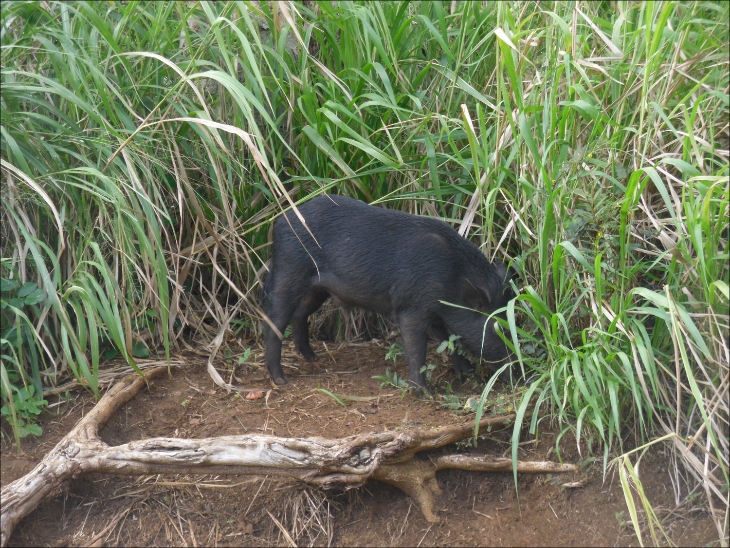 Wild pig near Wailua falls.